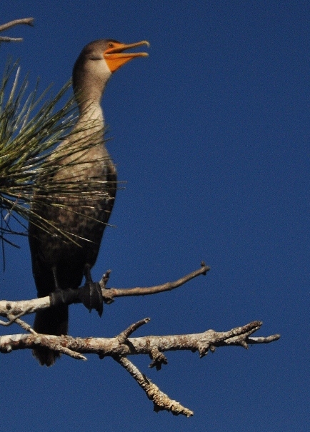 a happy cormorant in a tree